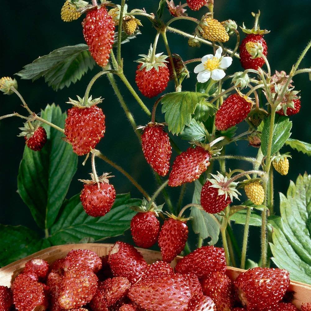 Strawberry Seeds Urban Farmer